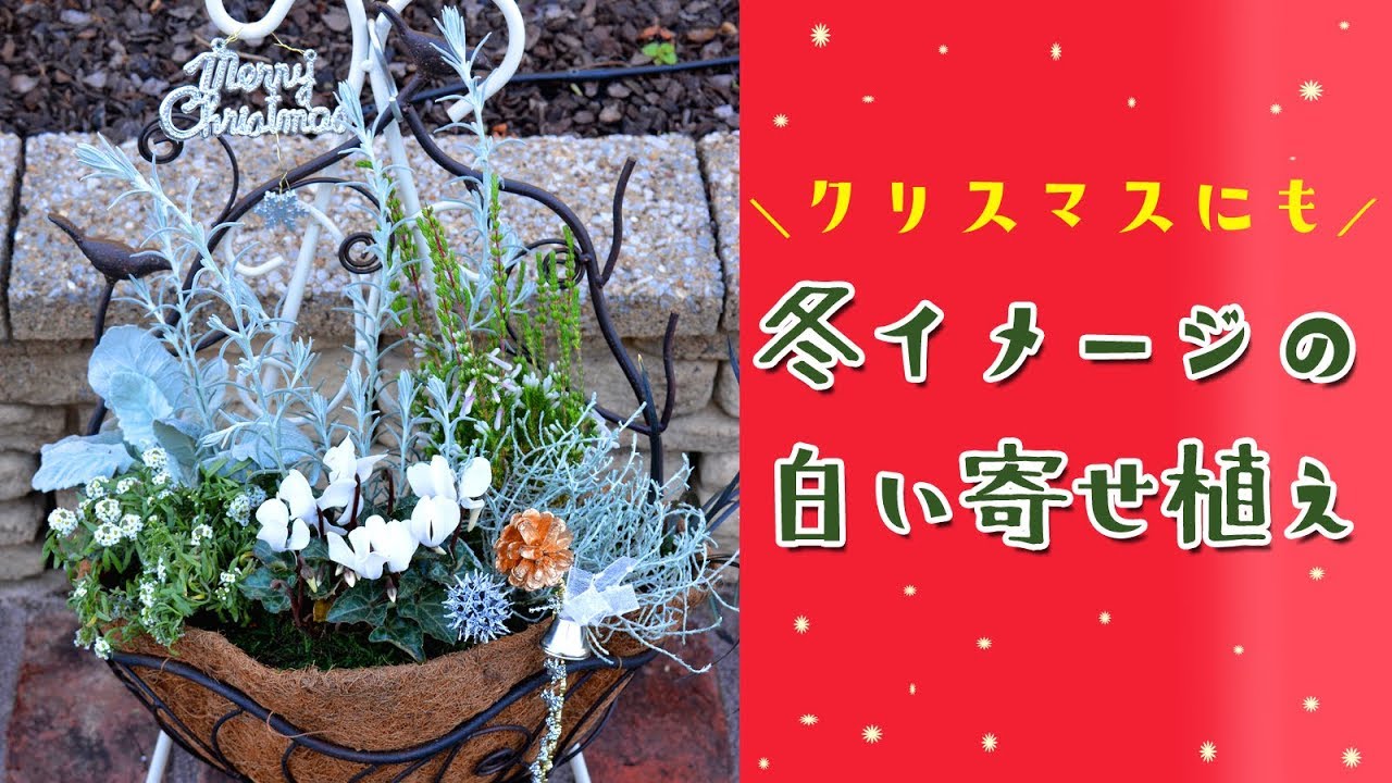 クリスマス 冬の白い寄せ植え 冬の庭 Youtube