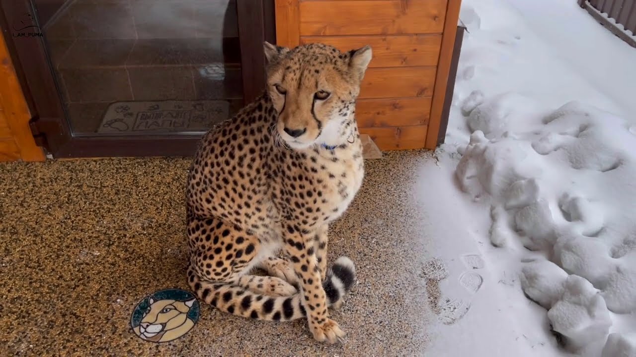 Герда не может вернуться домой! Предновогодний снегопад