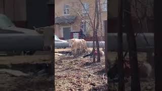 корова 🐄 на бабушку напала 😮😯