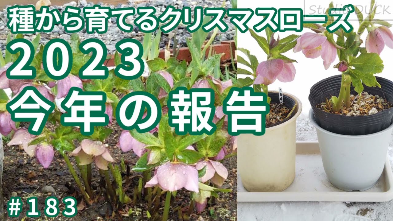 2023今年の報告～種から育てるクリスマスローズ - YouTube