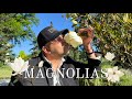 Stop And Smell The Magnolias Picking The Right Magnolia Tree For Your Garden 