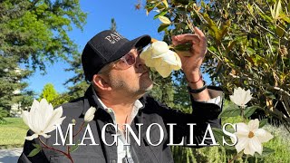 Stop and Smell the Magnolias | Picking the Right Magnolia Tree for Your Garden