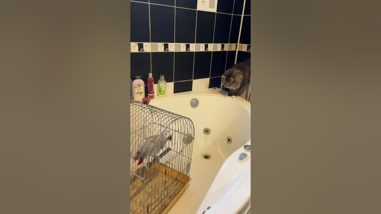 Getting ready to bathe a parrot YouTube