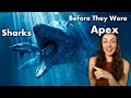 Evolution of Sharks Over 450 million years! GEO GIRL