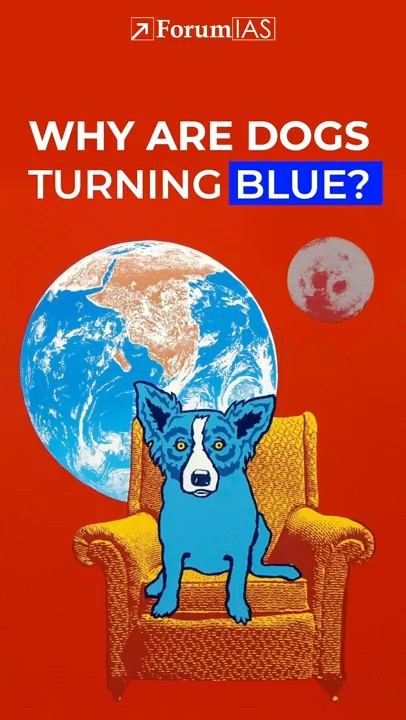 Image showcasing WHY ARE DOGS TURNING BLUE? - YouTube