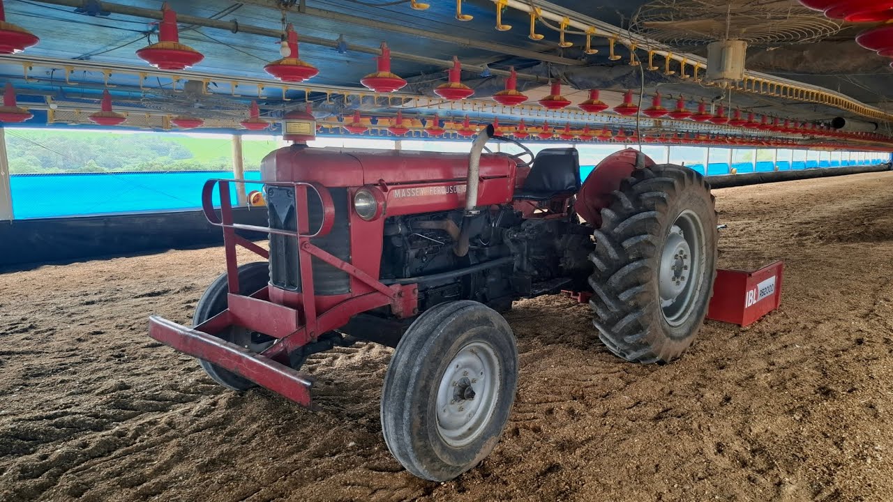 Veja como é feito a retirada de cascão aqui no aviário