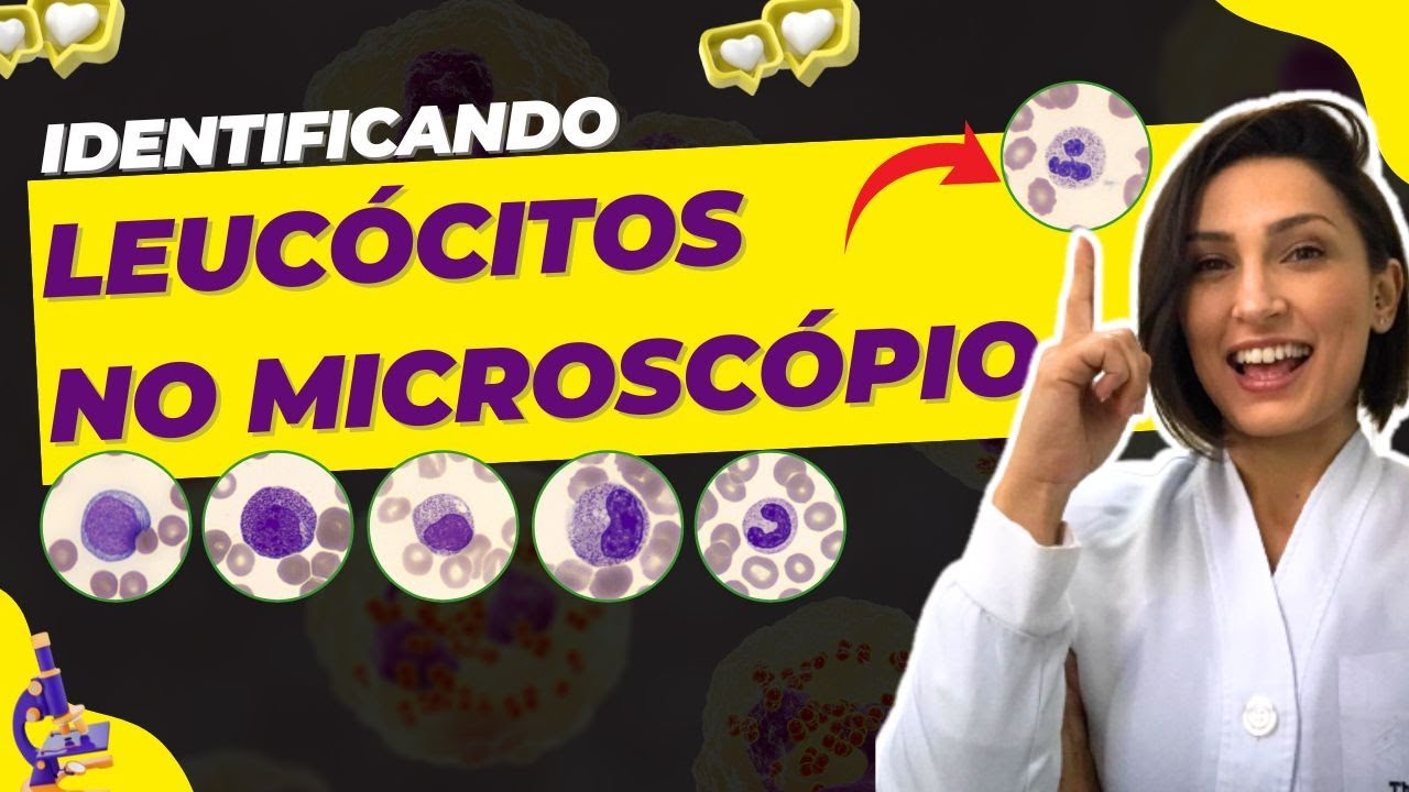 Como Identificar Leucócitos na Leitura de Laminas para INICIANTES - AO VIVO