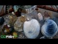 Clamming Underwater View! Catch and Cook Beer Steam Recipe and Cam Review