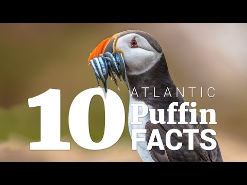 Video: Atlantic puffin: features, interesting facts