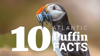 10 Atlantic puffin facts