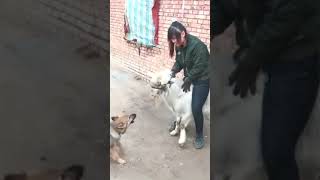 Goat Riding Girl