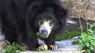 私のリンゴどこ？どこ？~ Sloth Bear