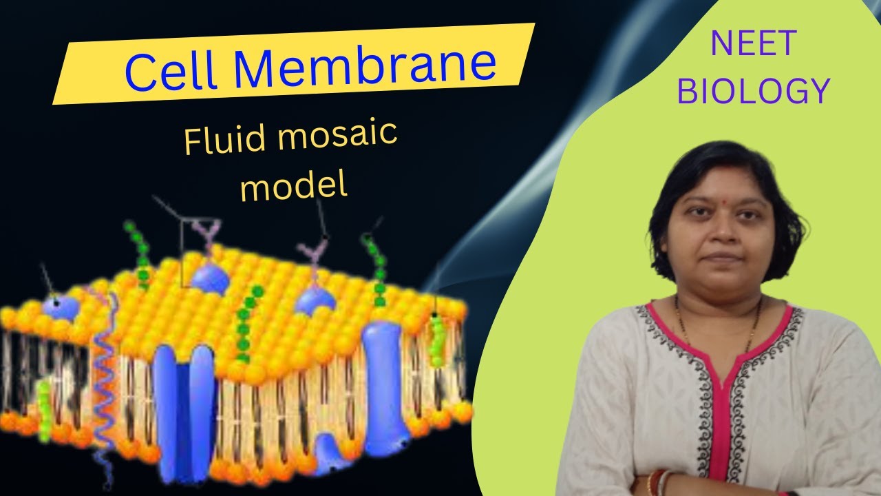 Cell Membrane structure and function ||Fluid Mosaic Model|| - YouTube