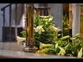 Jesus christ is risen today hymn easter mass 2015