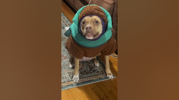 #dog#dogs#doglover#funny #funnydogs #cute#cutedogs