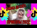 Самые смешные моменты года, подборка приколы тик ток 2022 лучшие 1#