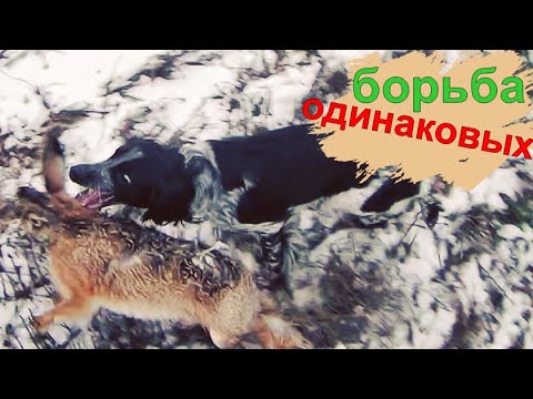 На видео СПАНИЕЛЬ БОРЕТСЯ  с  ЗАЙЦЕМ такого же РОСТА!!Охота на зайца с ТОЗ 34.hare hunting.