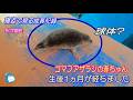 【アザラシ】10.0kg→38.kg 生後1ヵ月間の母から子への「肉移動」! 寝姿で見る成長の様子 (伊勢シーパラダイス/水族館)