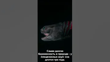 Самая долгая беременность в природе - у плащеносных акул она длится три года.