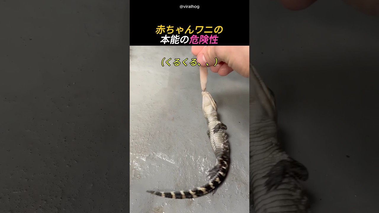 赤ちゃんワニの本能の危険性 - YouTube