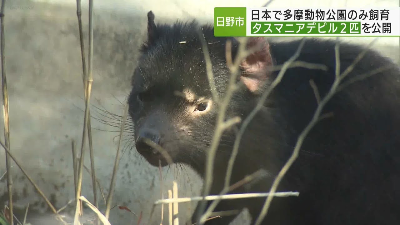 日本で唯一多摩動物公園でタスマニアデビルの公開始まる／Japan's only Tasmanian Devil open to the public at Tama Zoological Park