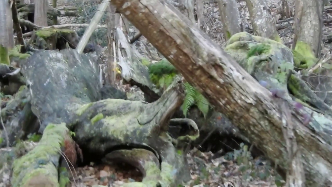 EN LA ESPESURA DEL BOSQUE
