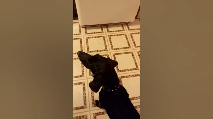 Puppy barking at popcorn popping in microwave