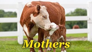 Happy Mother's Day To All Mothers