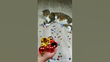 Cat Barsik Beads 🌈⭕🔔 Reverse video #reverse #cat #marblerunandmore