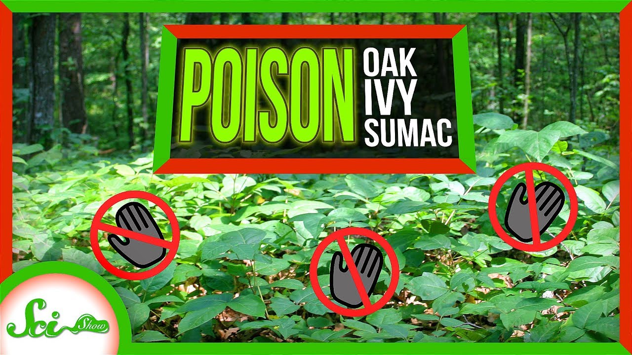 Does Poison Ivy Grow Naturally?