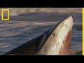 Un requin-tigre attaque un albatros