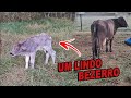 MAIS UMA VACA NO LEITE! A BERINGELA PARIU!! – Nascimentos #38