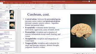 137 Cerebrum, cerebral medulla, basal nuclei, limbic system, meninges, ventricles, cerebrospinal flu