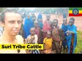 Suri Tribe Cattle Herding Omo Valley Ethiopia 🇪🇹
