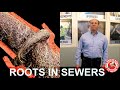 Tree Roots In Sewer Lines: Snaking, Water Jet, Chemicals, or Dig It Up