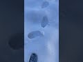 Hiking in the snow with my dog