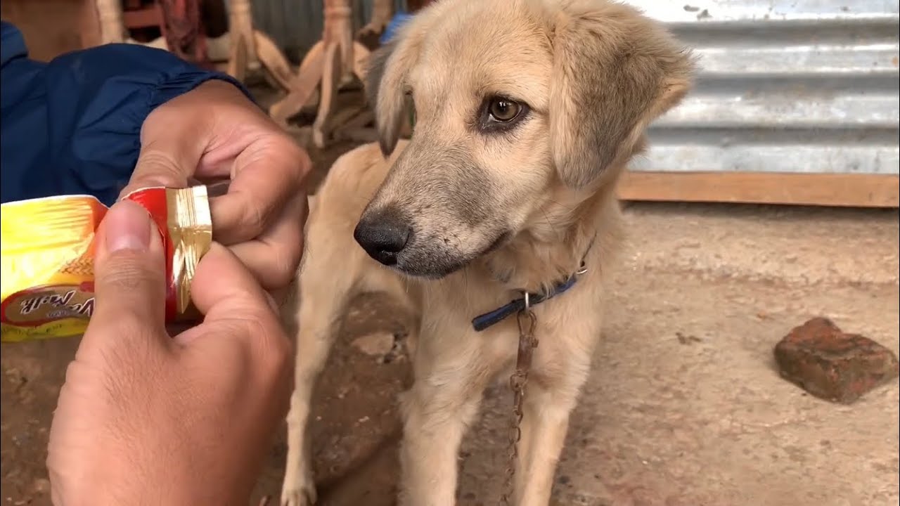 ネパールの原因不明の病気で急死した保護犬たちの最後のやさしい笑顔 動物がかわいいyoutube動画はここだ