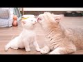 The time playing with mother cat is the happiest time of kittens
