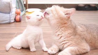 The time playing with mother cat is the happiest time of kittens.