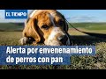 Alerta por envenenamiento de perros en los parques | El Tiempo