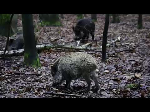 فيديو: الكسندر إيفانوفيتش Ovsyannikov - عالم ومربي الخنازير