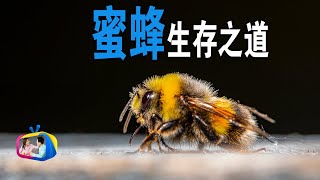 蜜蜂如何采蜜蜜蜂的一生