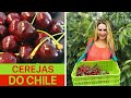 Fazendas de Cerejas do Chile - colhi no pé