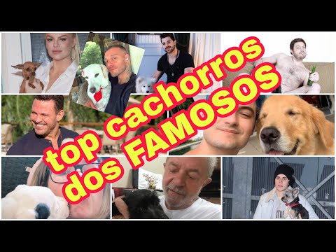 Vídeo: Estes Cães Famosos Estão Morando Em Casas De Cachorro Luxuosas