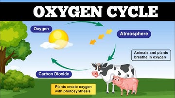 Oxygen Cycle: Nature