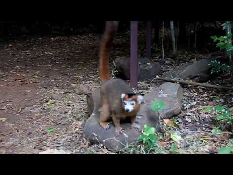 Video: Tiere Madagaskars: einzigartige Fauna der Insel