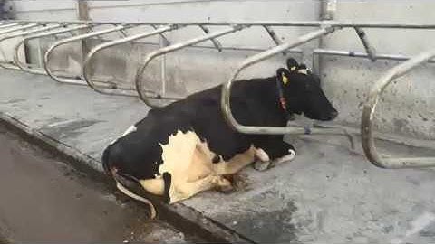 Mayo Cow Comfort - Stress Free Exit