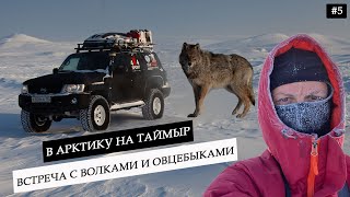 Путешествие в горы Таймыра. Встреча с полярным волком и овцебыками. Тайна лагеря ГУЛАГа в Арктике #5
