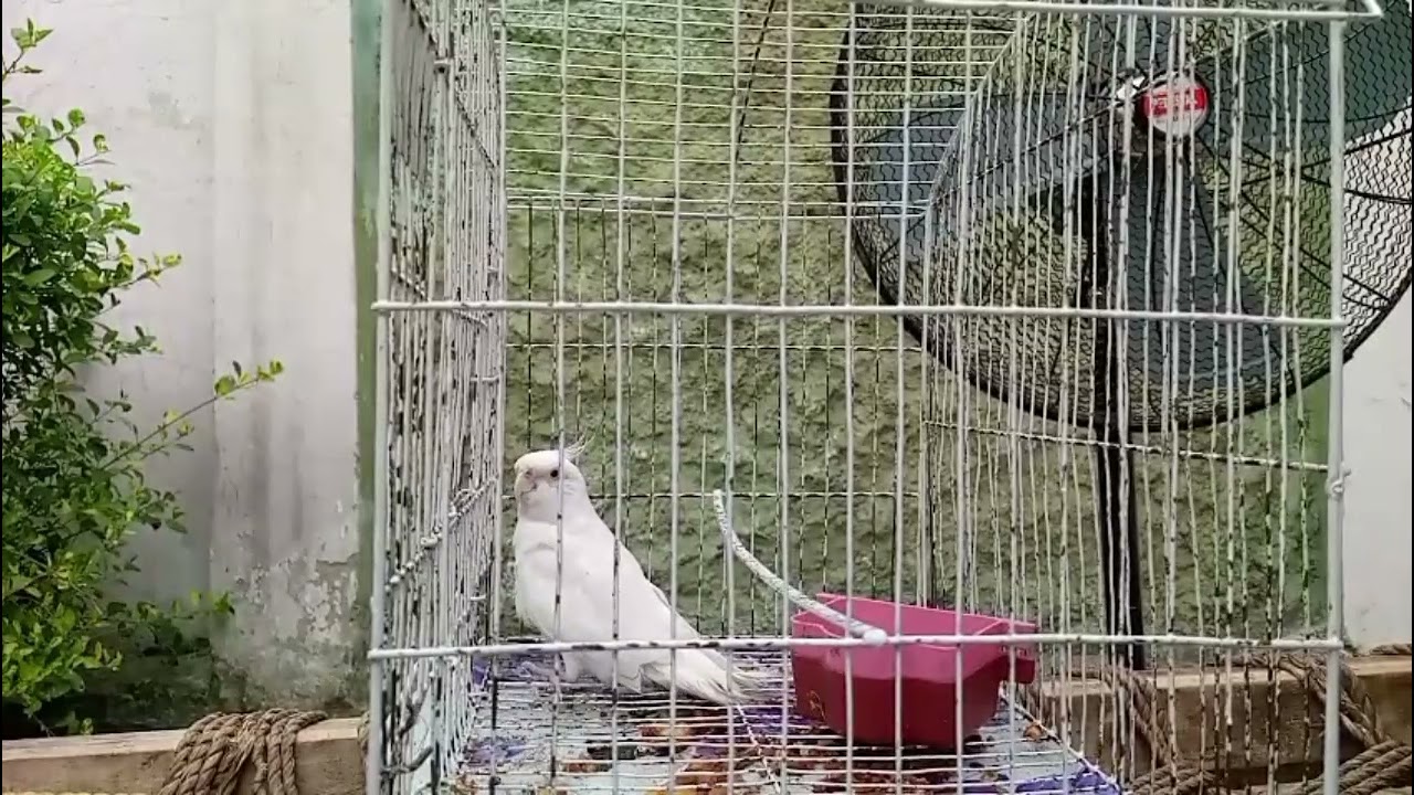 Cockatiel – The Most Affectionate & Charming Pet Bird You’ll Ever Own 🐦💛