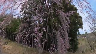 シダレザクラ　下吉野　千本桜